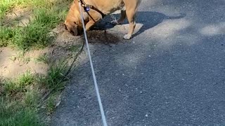 Patrolling the Park, Ragle Regional Park April 2021