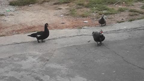 patos da cidade