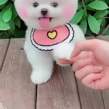 Funny and Cute Pomeranian
