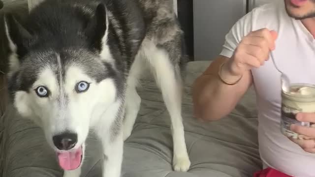 Husky Argues for Ice Cream!