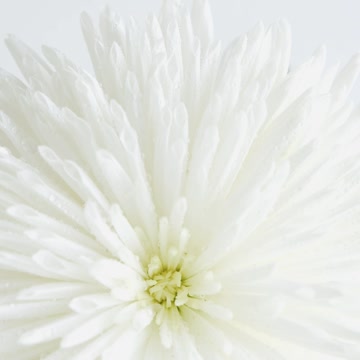 Beautiful Nature - fresh flowers