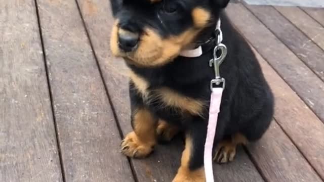 cute_animals #cute_animal_videos #cute_baby_animals #cute_pets #cute_videos #funny_animals