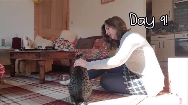 Training a Cat to Give A Paw in Nine Days - start here