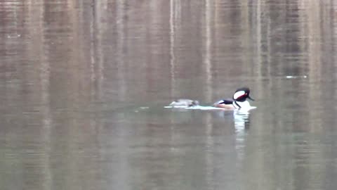 Hooded Mergansers