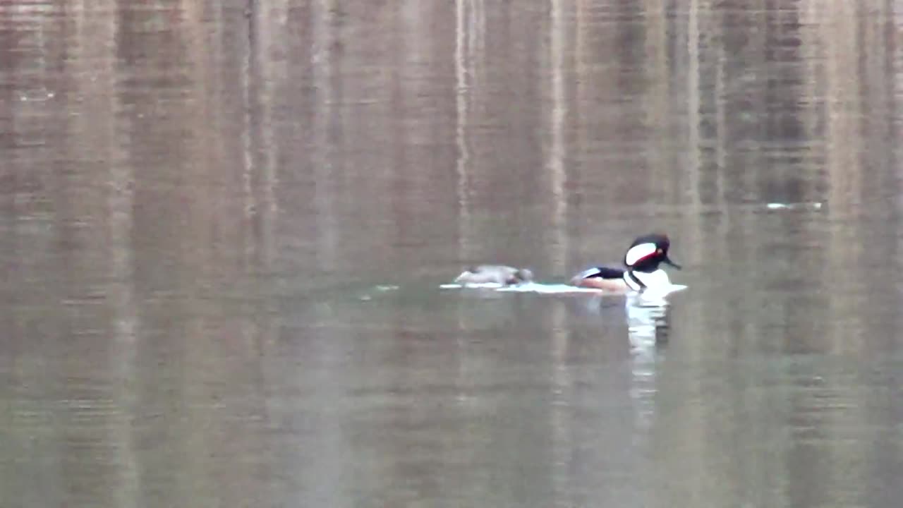 Hooded Mergansers