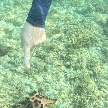 Snorkeling Adventures with a Chocolate Chip Starfish