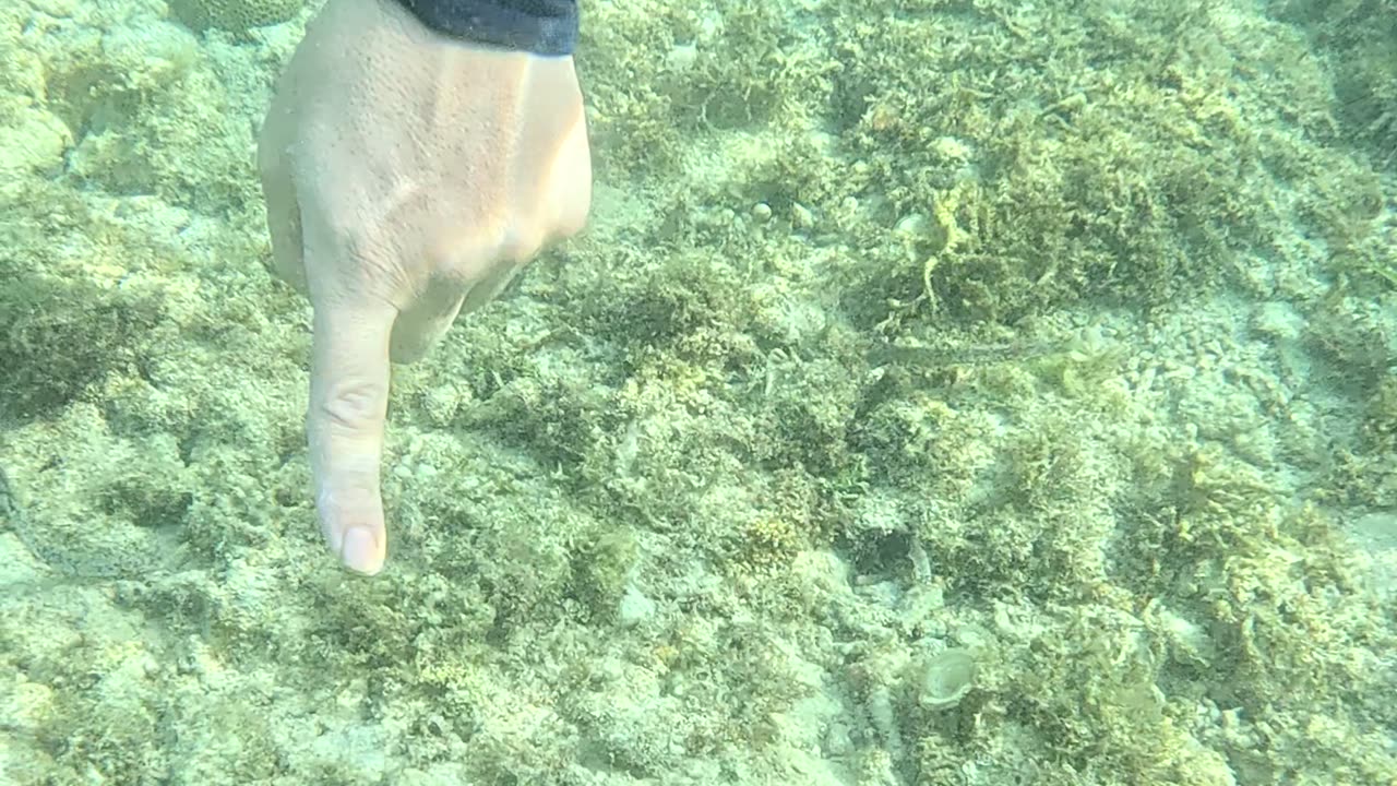 Snorkeling Adventures with a Chocolate Chip Starfish