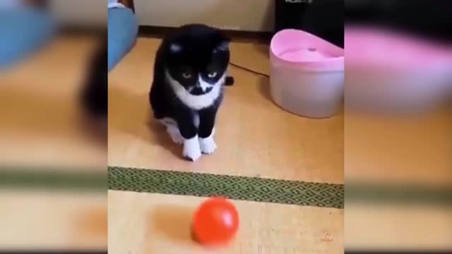 Baby Cats Cute and Funny Cat Videos Compilation #1 | Aww Animals