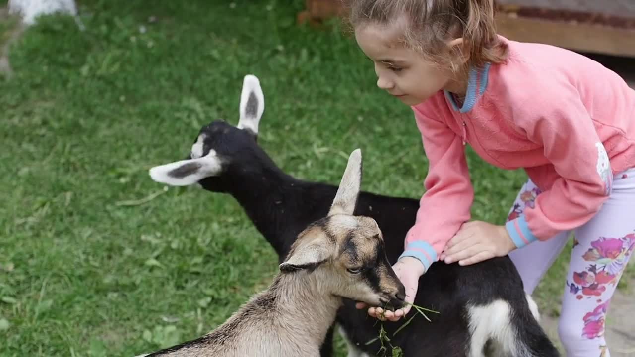 Cute baby girl feeding sheep and goat from her hands