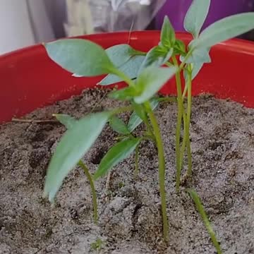 Growth in the Vegetative Stage | Indoor Bell Pepper Experiment