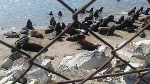 Sea lions in Argentina