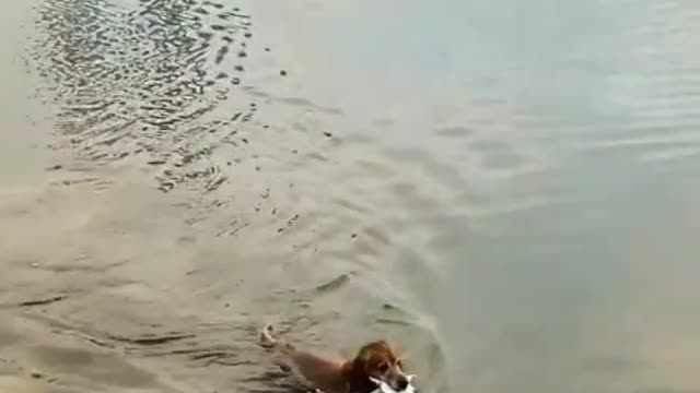 I think you are the cutest puppy in the world