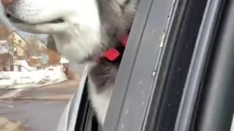 Hey! #huskyjindoindigo #cute #fyp #dog #puppy #husky #pup #adorable #wind #doggy #love #Shorts