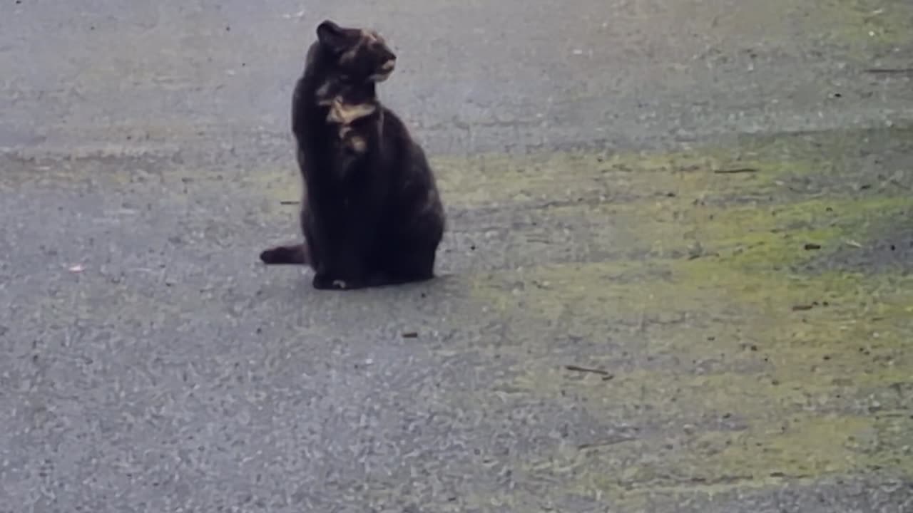 Cute Cat Sitting On A Pavement In Great Britain.