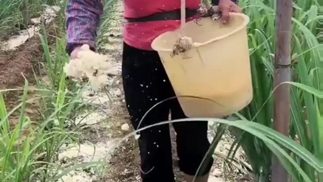 waiting for harvest, 👌🏻Respect former
