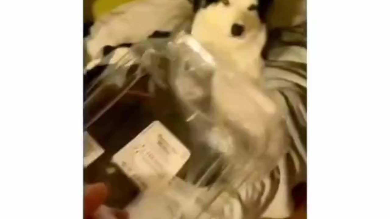 Funny Dog videos