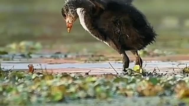 Bathing time