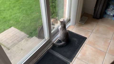 Cat Sees Another Cat Outside! 🥰