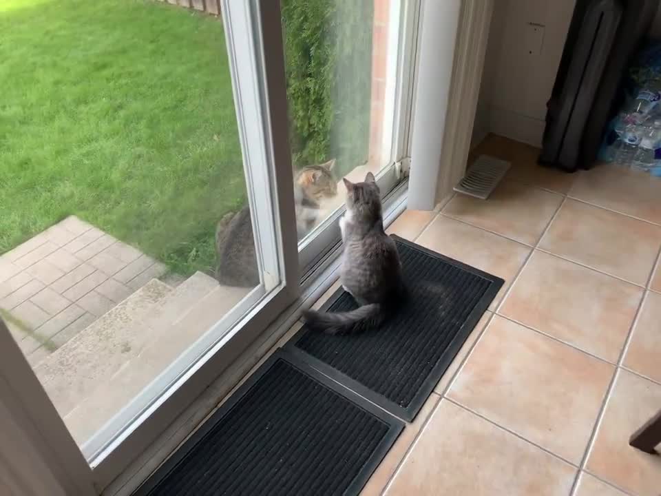 Cat Sees Another Cat Outside! 🥰