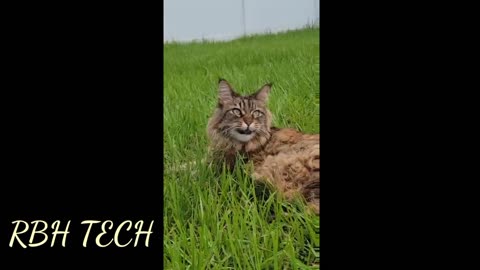 Jinx the Mainecoon Cat Chattering at Small Birds