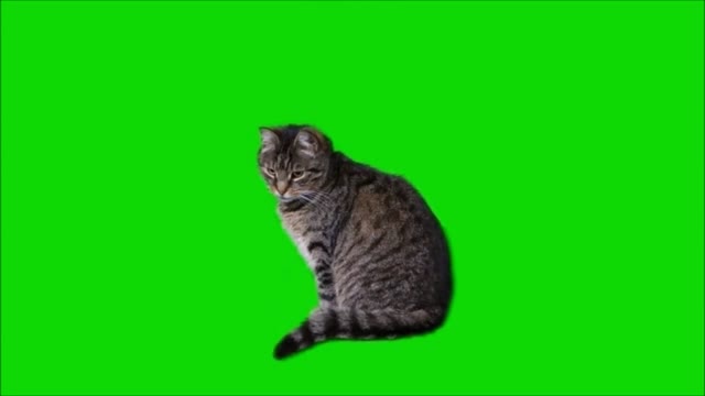 cats green screen