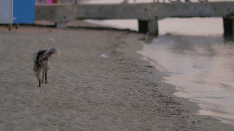 Homeless dog running along the coast