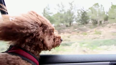 poodle in car