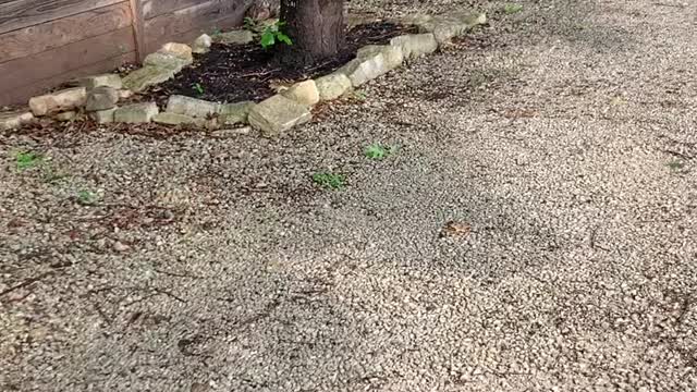 Deer Fawn and Mother Separated by Fence