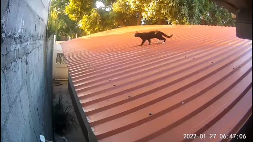 FUNNY CATS