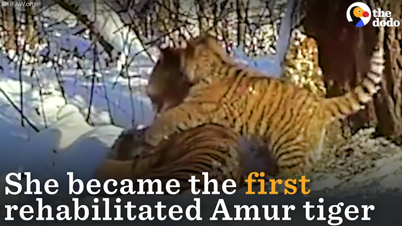 Orphaned Tiger is First Of Her Kind To Give Birth In The Wild | The Dodo