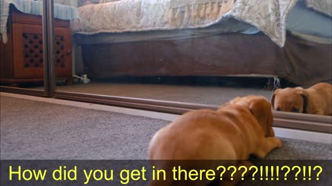 FUNNY DOG FIGTHTING HIS MIRROR IMAGE