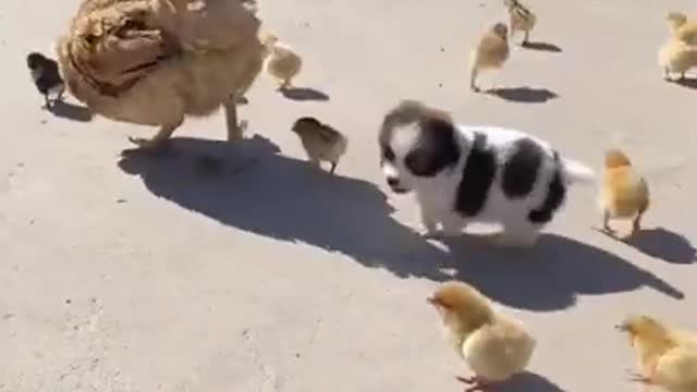 Adorable mama duck with her babies and puppy. cute animals.