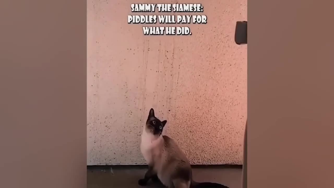 Best Most amusing Felines 😹 - Don't attempt to keep down Chuckling 😂 Interesting Felines 2023 #6