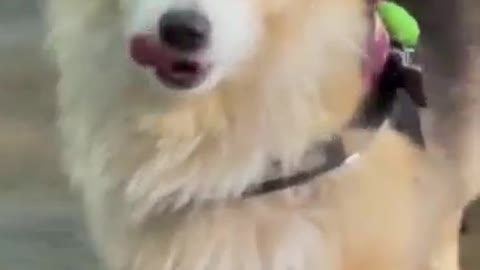 strange dog