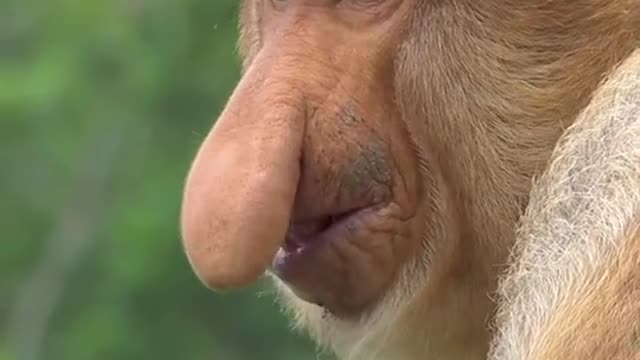 Have You Ever Seen A Monkey With A Big Nose?