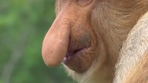 Have You Ever Seen A Monkey With A Big Nose?