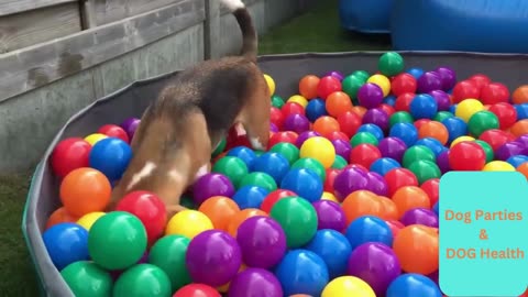 Dog Parties#Part-1