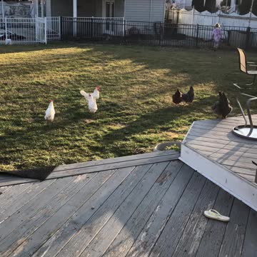 Rounding up the flock