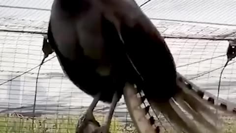 A LYREBIRD CAN MIMIC ANY SOUND