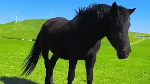 wow beautiful horse