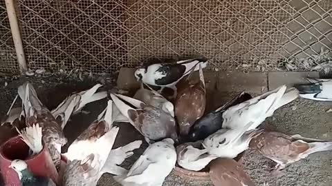 वायरल टिकटॉक वायरल कबूतर अद्भुत वीडियो स्टेटस #shorts #pigeon #viral