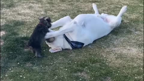 Dog Sells Out as the other drops the ball