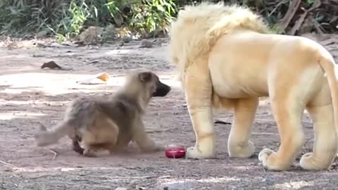 Funny video of dog and Loin 😄😄😄