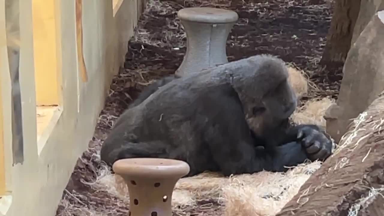 SYLVER BACK GORILA AT ZOO HOUSTON TEXAS USA