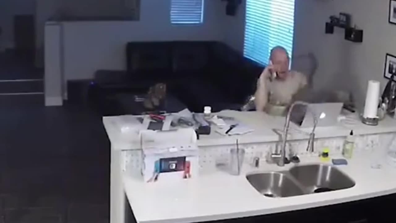 funny videos - funny videos animals
