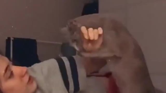 Смешные и милые животные _ Episode #4