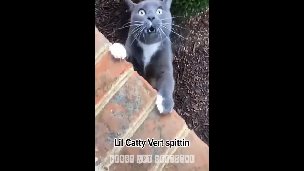 Funniest Video 2022😂Funny cat 🐈 and Dog 🐕 part 2