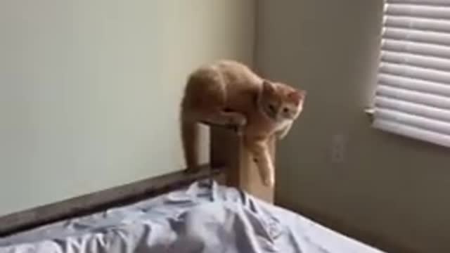 the fighting cat