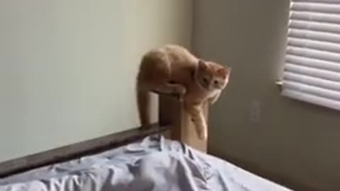 the fighting cat