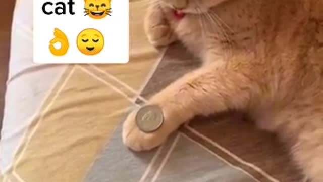 Most Talented Cats in the World | The Dodo